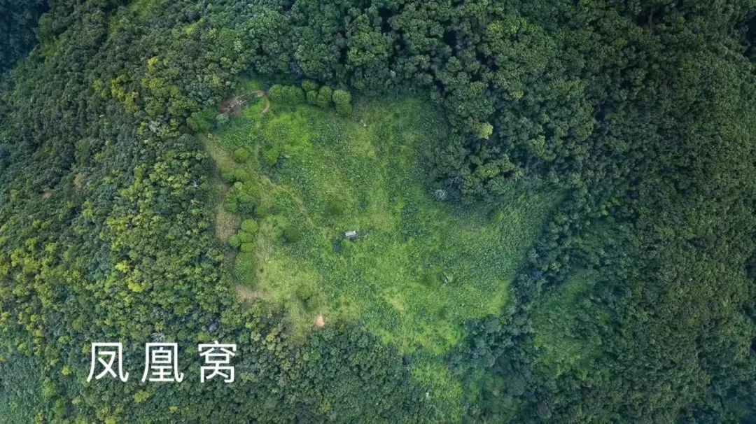 2023年鳳凰窩古樹春茶品質(zhì)如何？