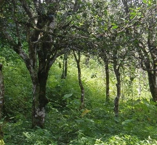 2023年小戶賽古樹春茶價格多少？