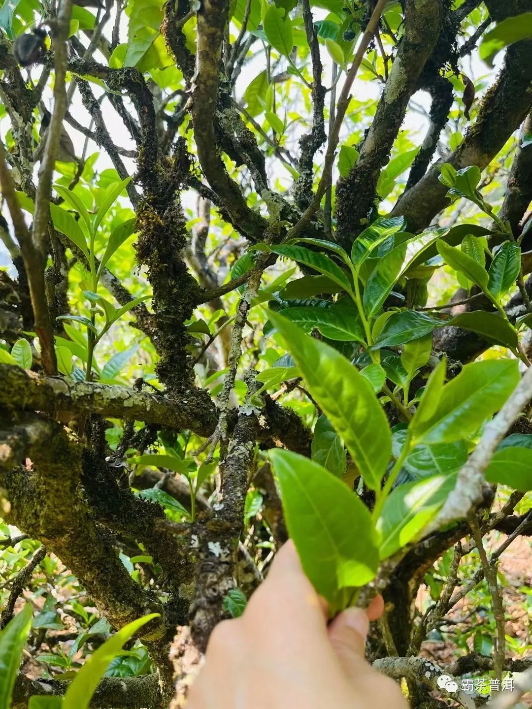 2023年正氣塘古樹春茶品質(zhì)如何？