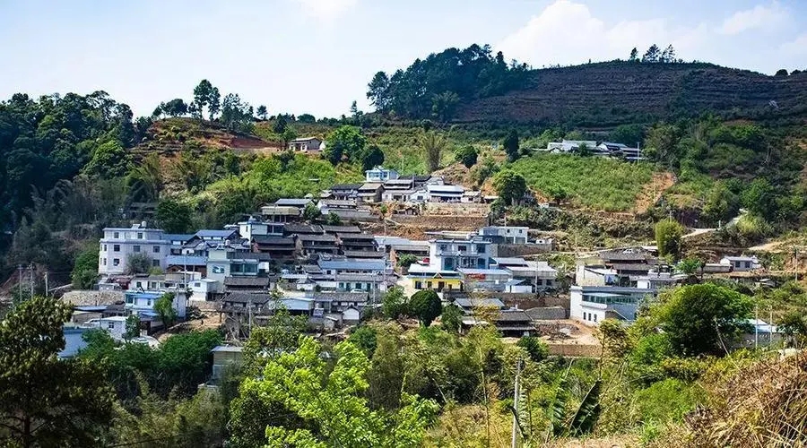 2023年正氣塘古樹春茶口感如何？