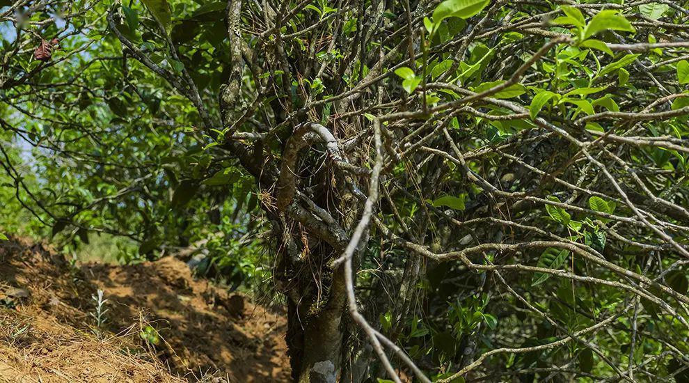 2023年正氣塘古樹春茶特點(diǎn)是什么？