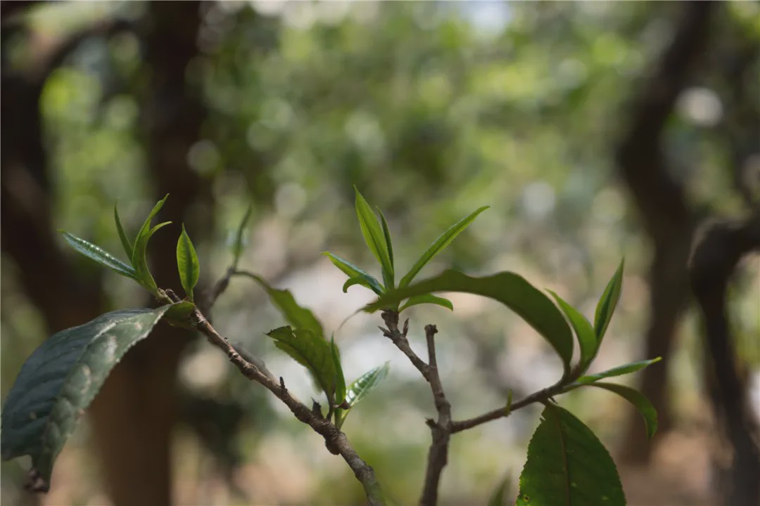 2023年壩糯古樹春茶品質如何？