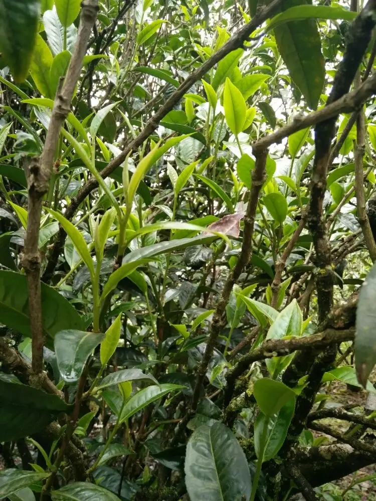 2023年壩糯古樹春茶口感怎么樣？