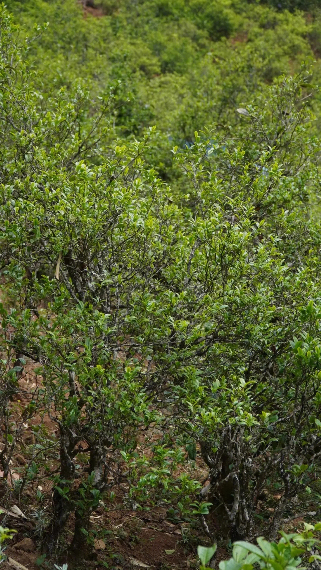 2023年壩糯古樹春茶特點是什么？