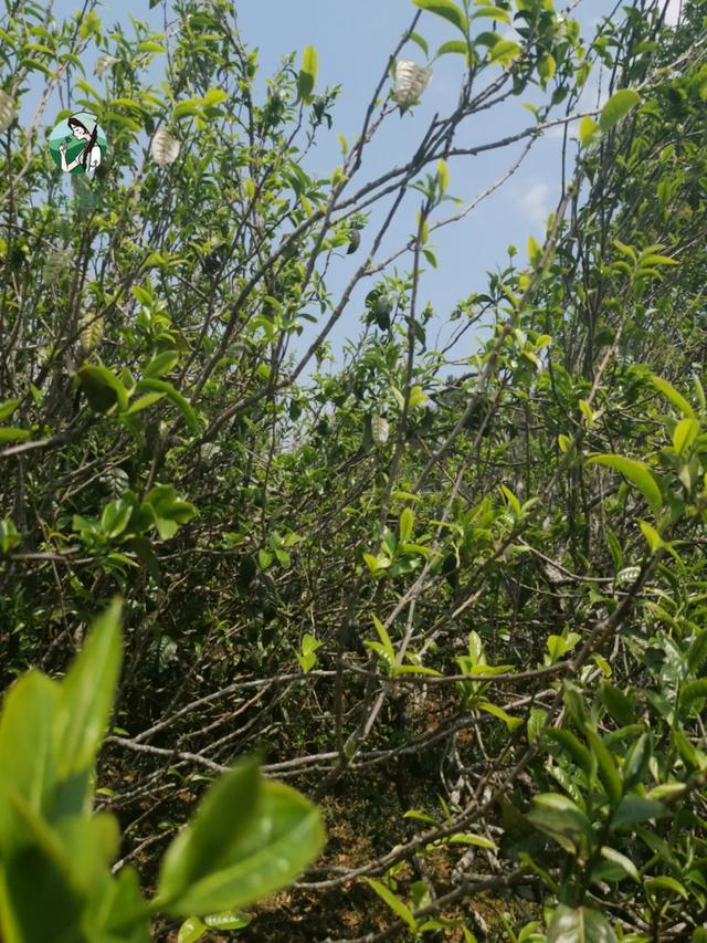 2023年壩糯古樹春茶價格是多少？