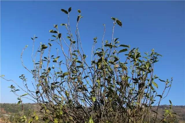 2023年那蕉古樹春茶品質(zhì)如何？