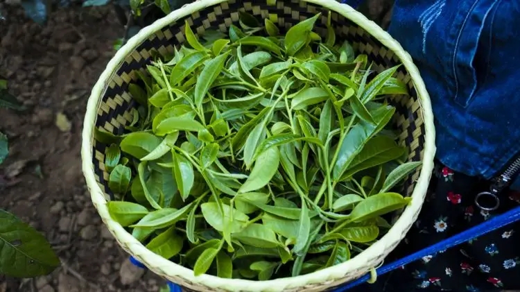 2023年那蕉古樹春茶特點是什么？