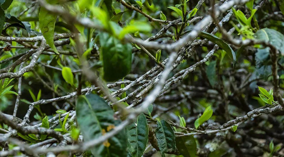 2023年那蕉古樹春茶多少一公斤？