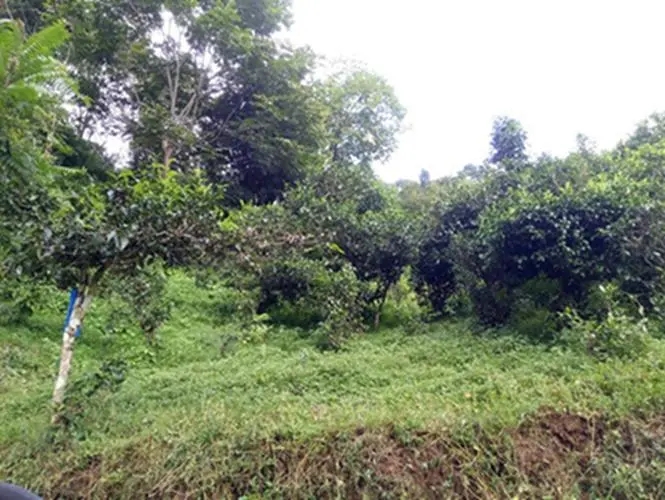 2023年南迫古樹春茶品質(zhì)怎么樣？