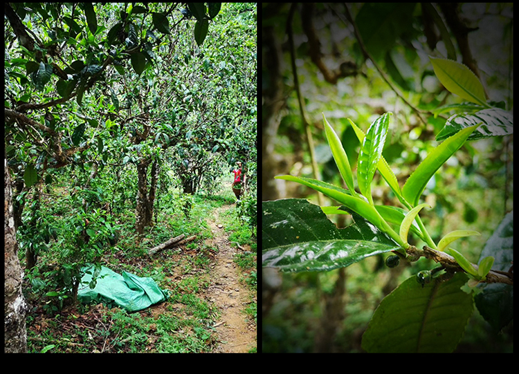 2023年南迫古樹春茶特點是什么？