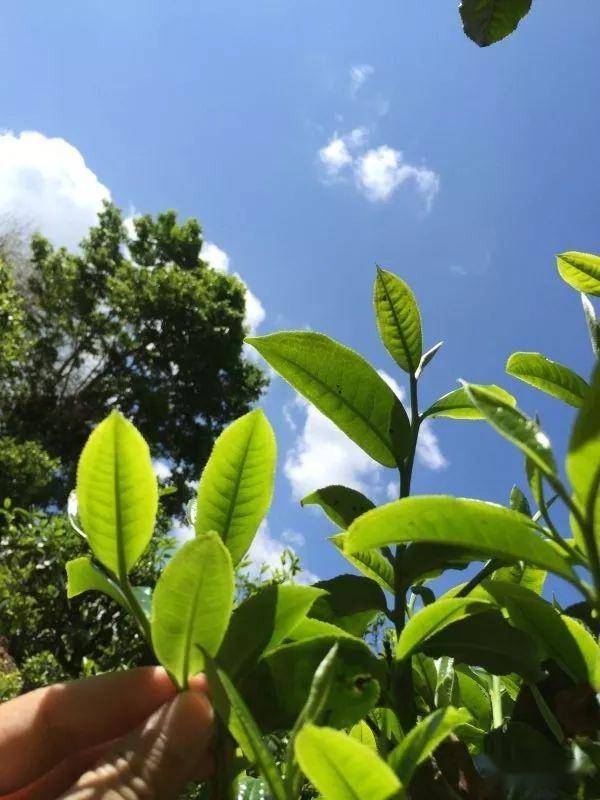 2023年南迫古樹春茶價格是多少？