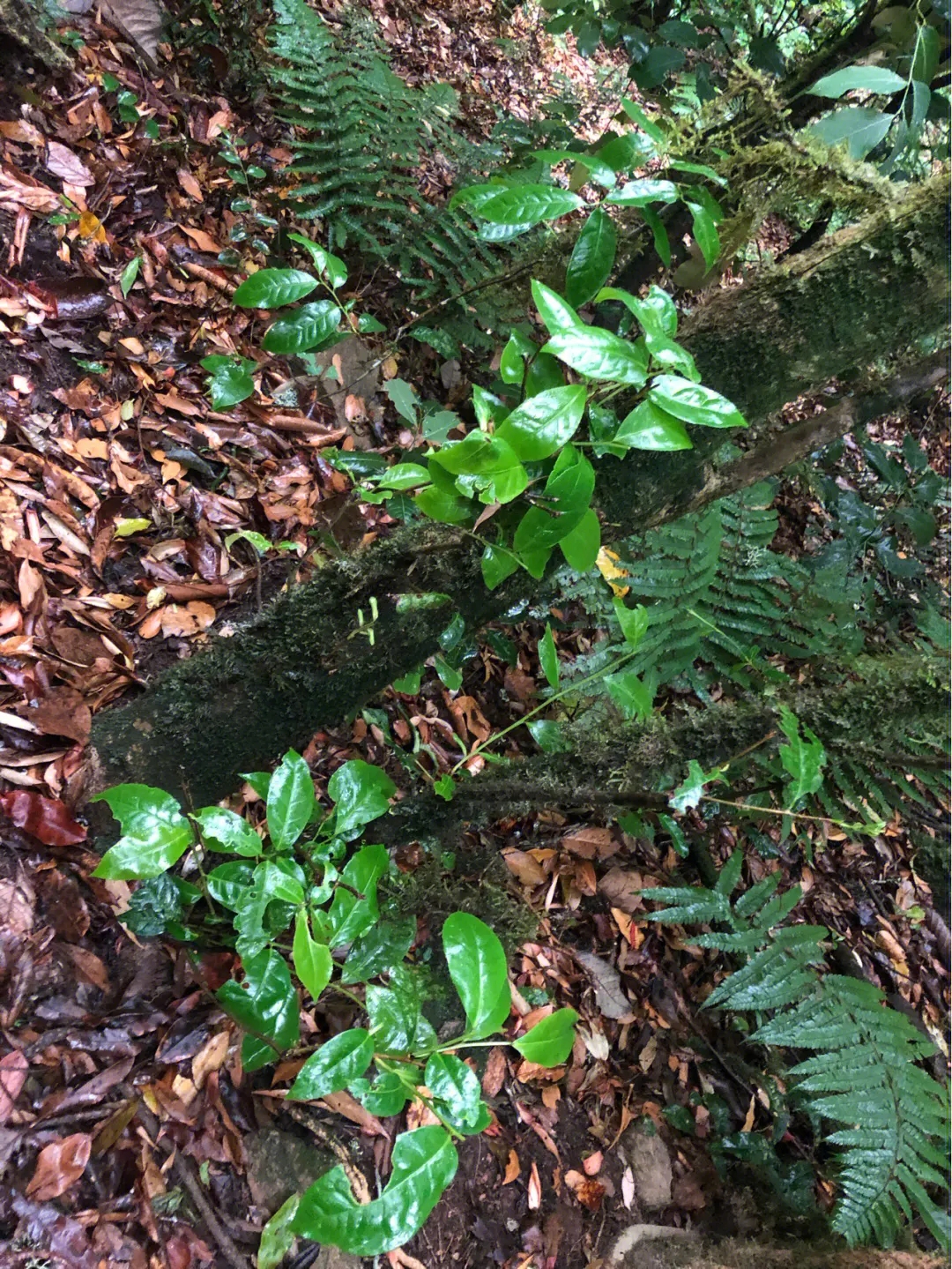 2023年南迫古樹春茶多少一公斤？