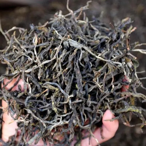 2023年地界古樹春茶品質(zhì)如何？