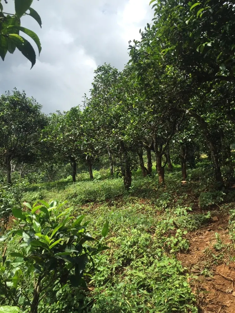 2023年地界古樹春茶特點(diǎn)是什么？