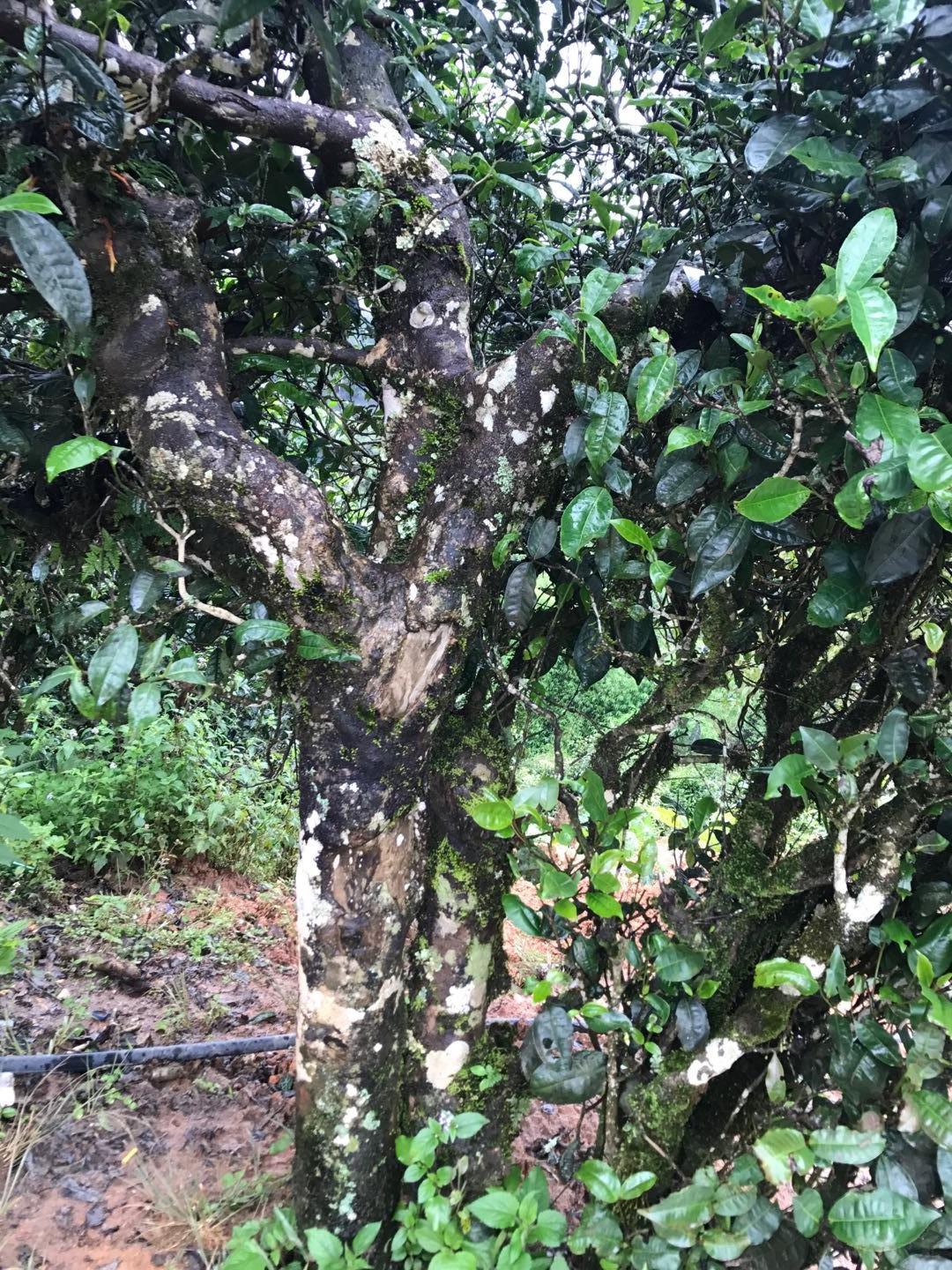 2023年地界古樹春茶價格是多少？