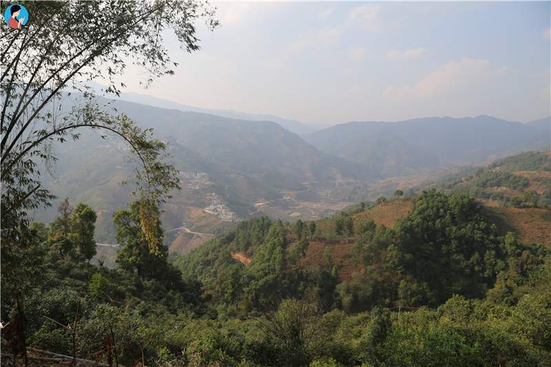 2023年壩歪古樹春茶品質(zhì)如何？