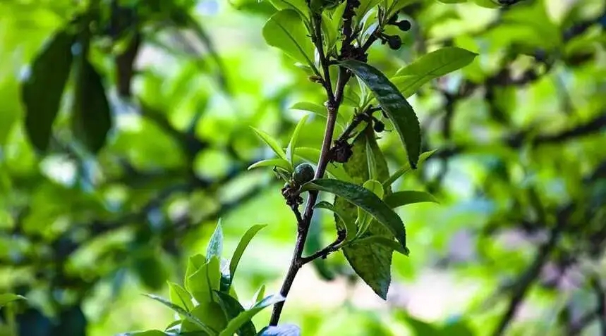 2023糯伍古樹春茶價格是多少？