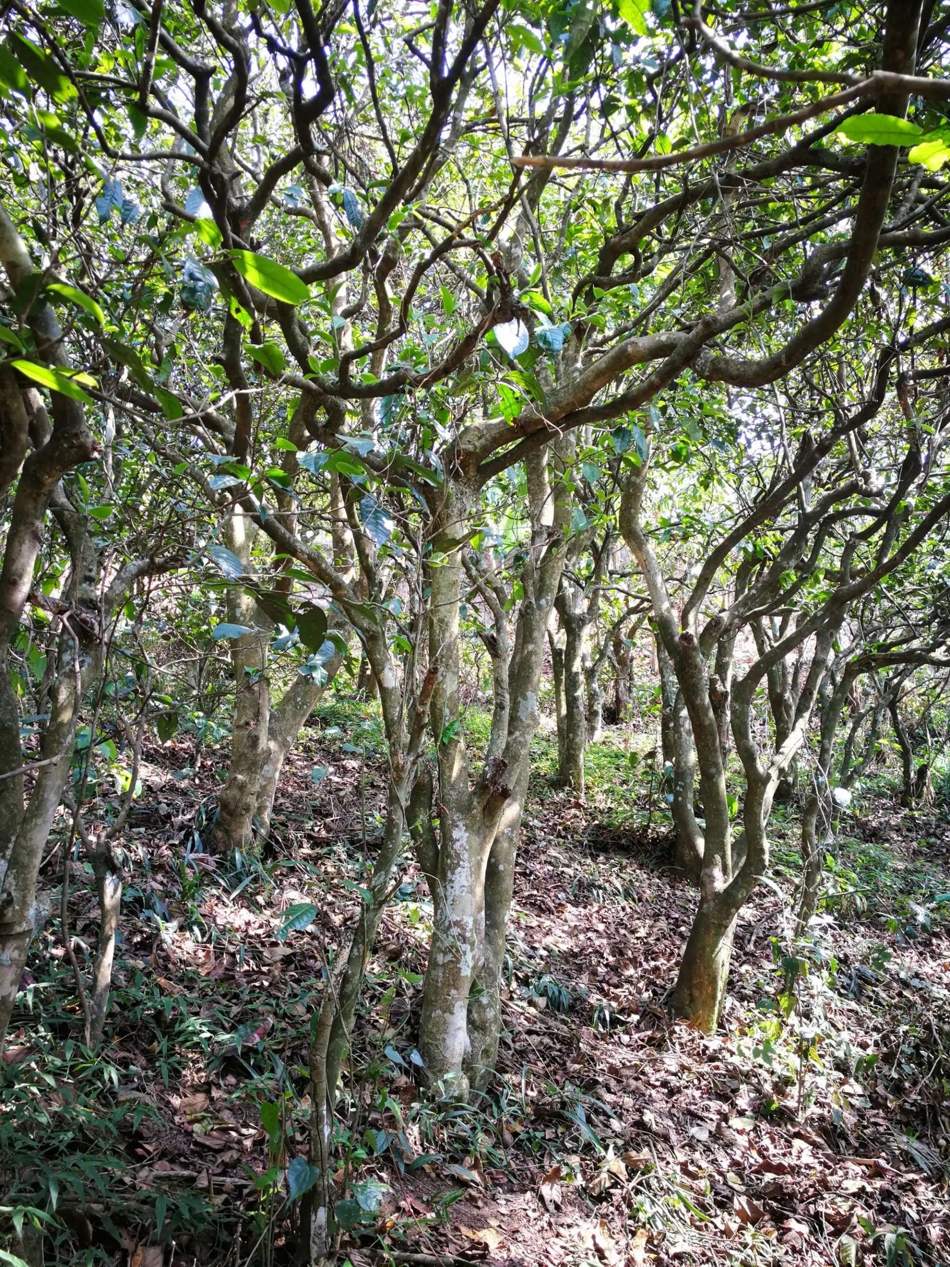 2023年糯伍古樹春茶多少一公斤？