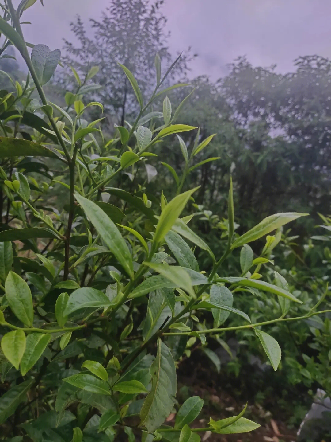 2023年薄荷塘古樹春茶特點(diǎn)？