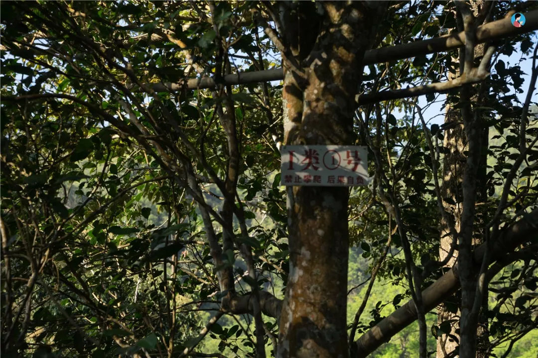 2023年薄荷塘古樹春茶價格是多少？