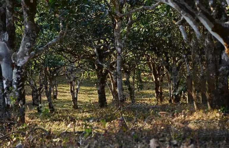 2023年彎弓古樹春茶特點是什么？