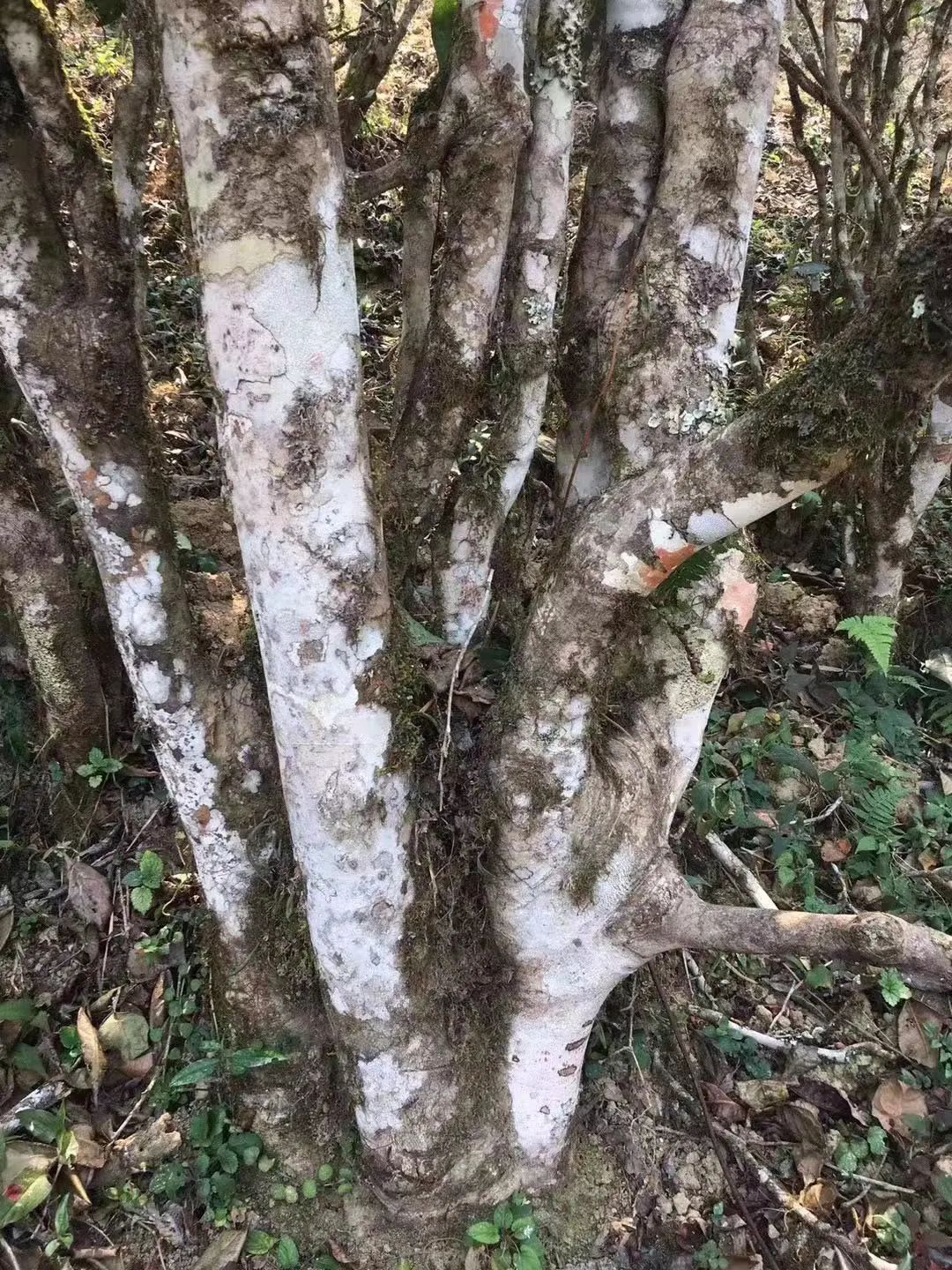 2023年彎弓古樹春茶口感如何？