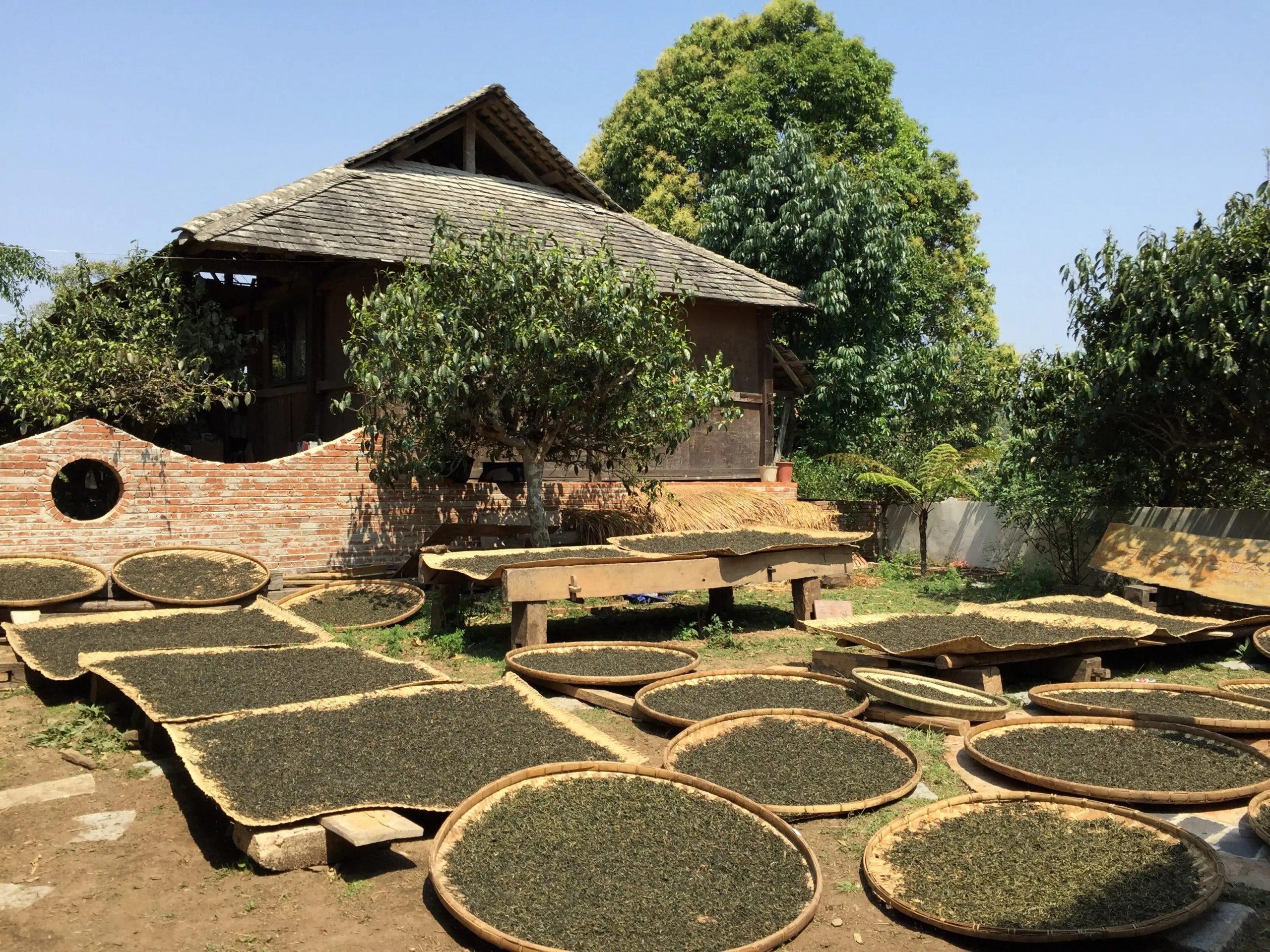 2023年彎弓古樹春茶多少一公斤？