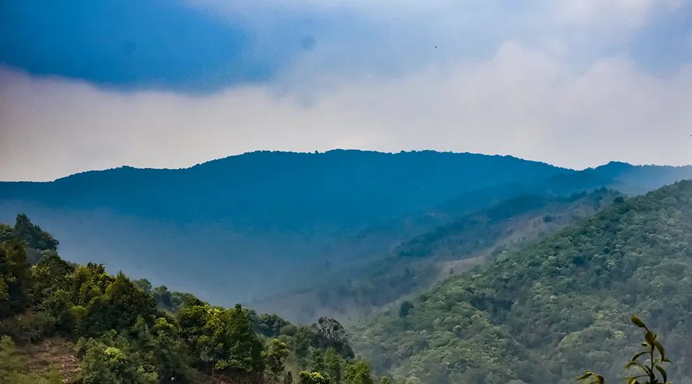 2023年勐庫大忠山古樹春茶品質(zhì)怎么樣？