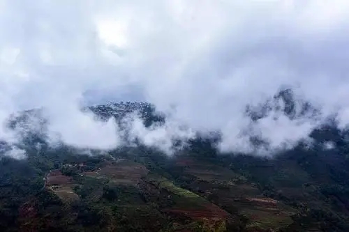 2023年勐庫大忠山古樹春茶口感如何？