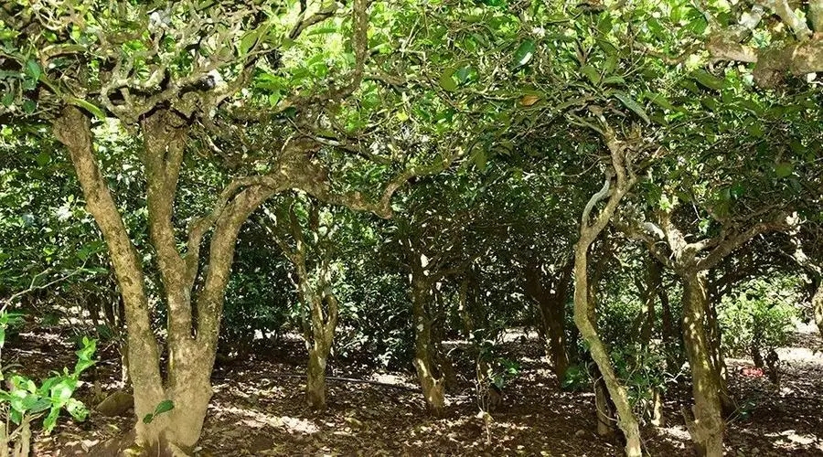 2023年勐庫大忠山古樹春茶多少錢一公斤？