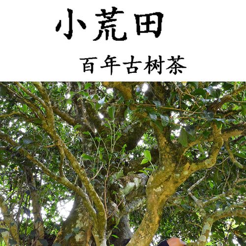 2023年勐庫小荒田古樹春茶特點(diǎn)？