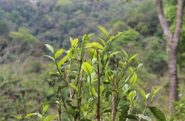 2023年勐庫那蕉古樹春茶品質(zhì)如何？