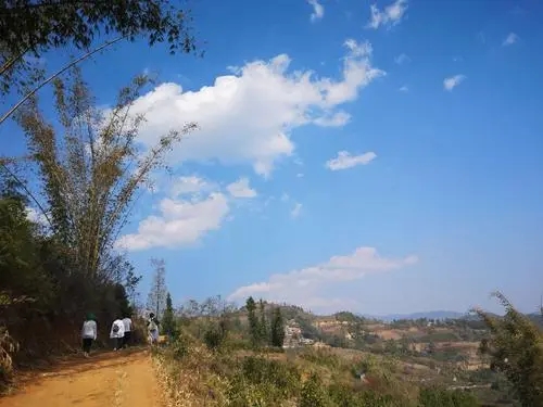 2023年勐庫豆腐寨古樹春茶特點(diǎn)是什么？