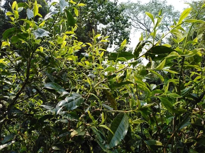 2023年勐庫(kù)河邊寨古樹特點(diǎn)是什么？