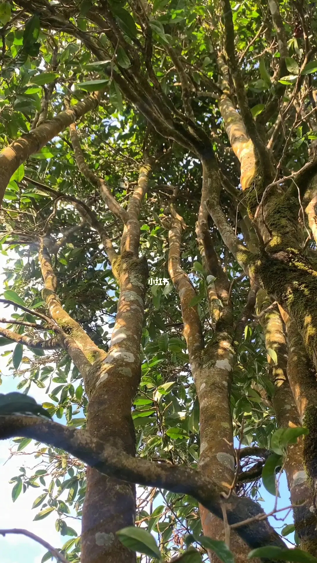 2023年勐庫(kù)河邊寨古樹春茶品質(zhì)如何？