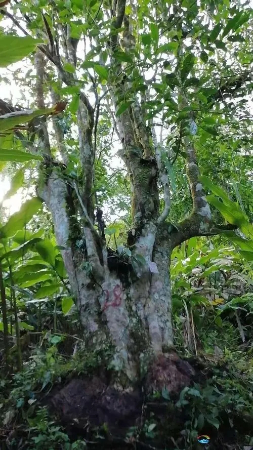 2023年麻栗坡古樹春茶品質(zhì)如何？