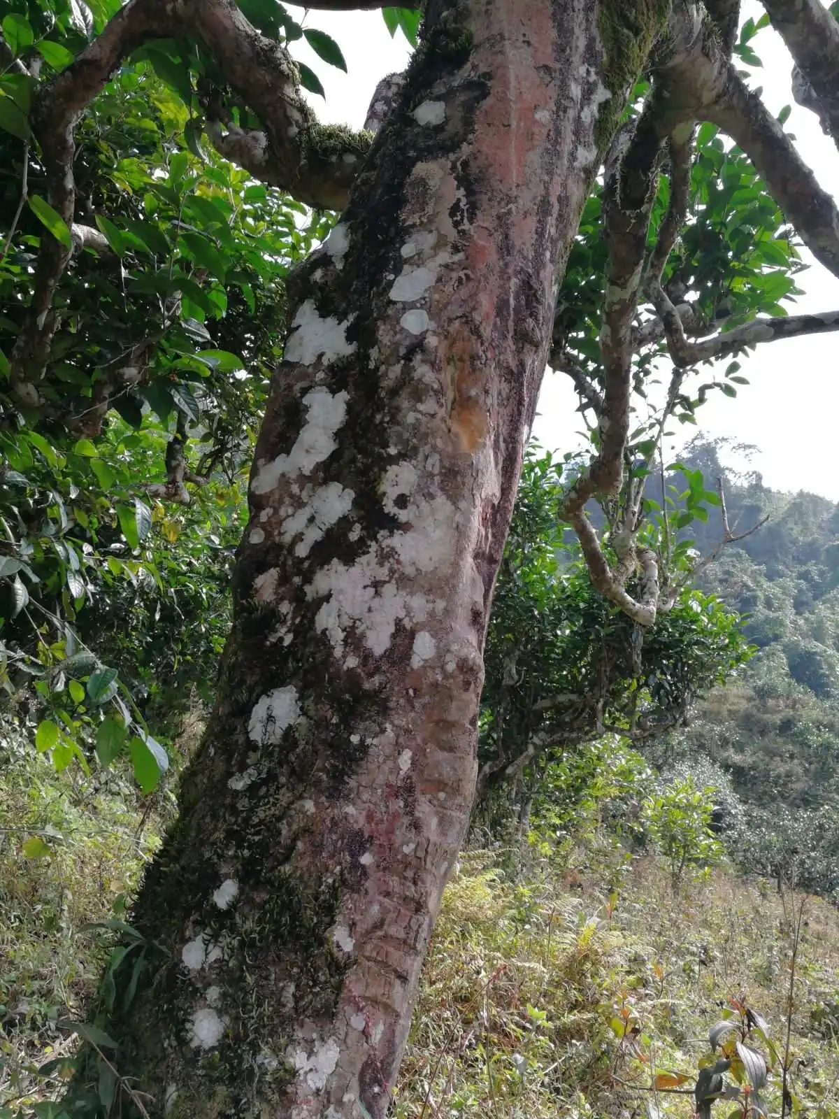 2023年麻栗坡古樹春茶特點(diǎn)是什么？