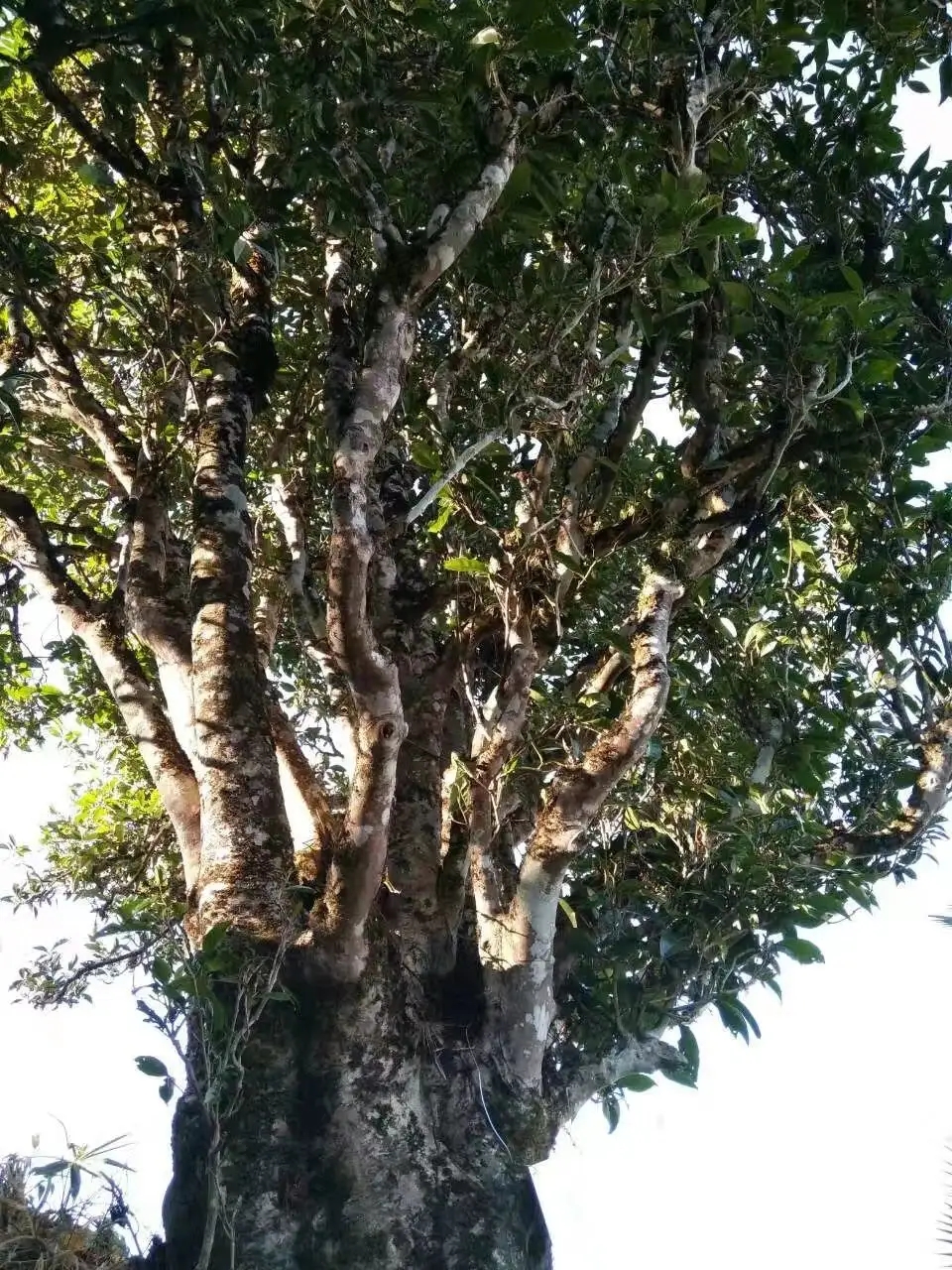 2023年麻栗坡古樹春茶口感怎么樣？