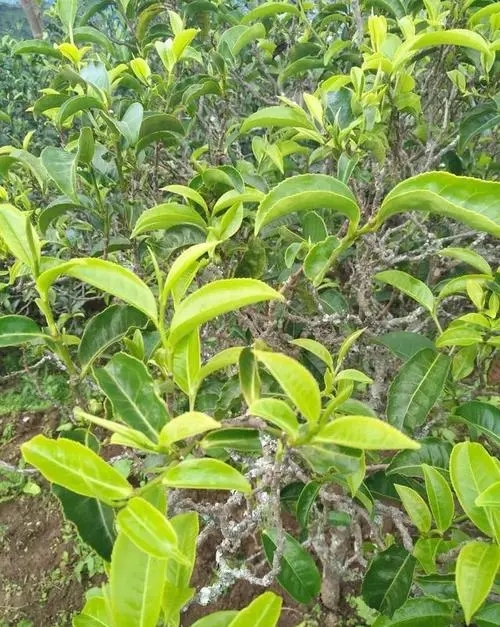 2023年鍋底塘古樹春茶口感如何？