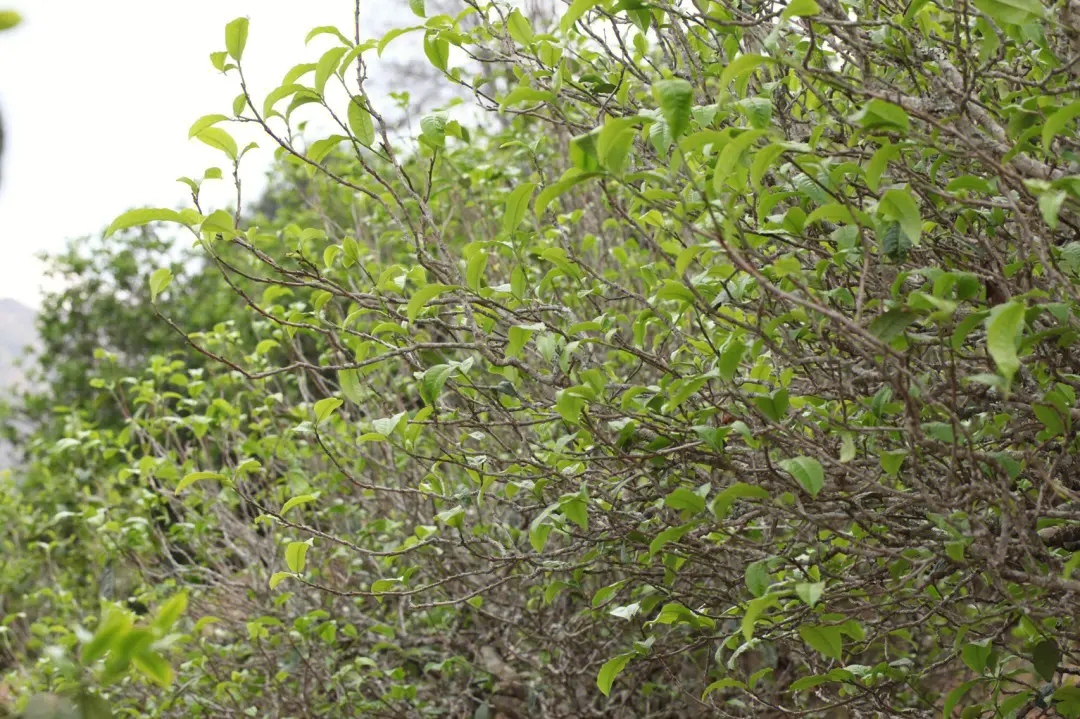 2023年鍋底塘古樹春茶價(jià)格多少？