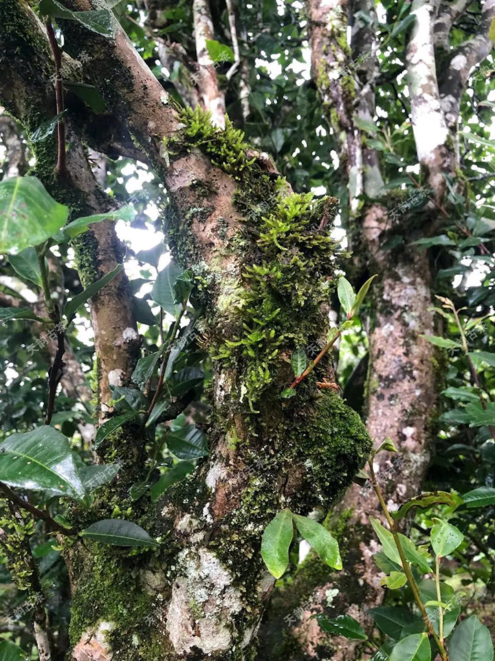 2023年永德大雪山古樹春茶品質(zhì)如何？