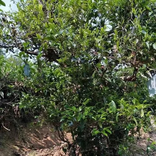 2023年永德大雪山古樹春茶口感怎么樣？