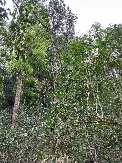 2023年多依樹古樹春茶品質(zhì)如何？