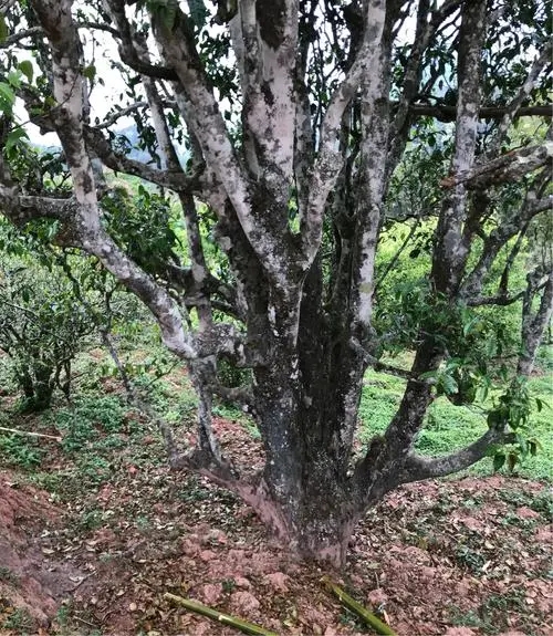 2023年易武張家灣古樹(shù)春茶特點(diǎn)是什么？