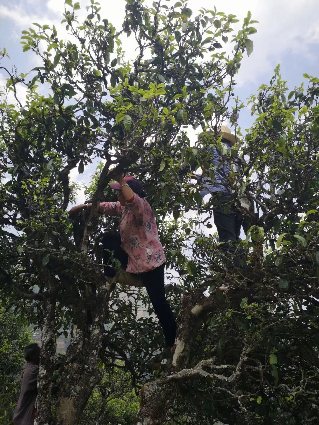 2023年寧洱擺尾箐古樹(shù)春茶特點(diǎn)是什么？