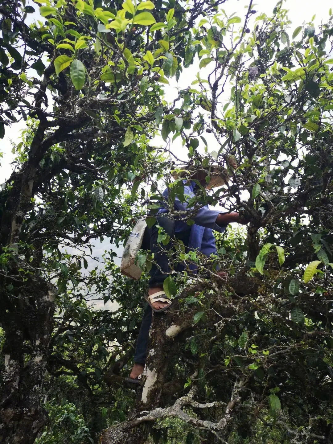 2023年寧洱擺尾箐古樹(shù)春茶品質(zhì)如何？