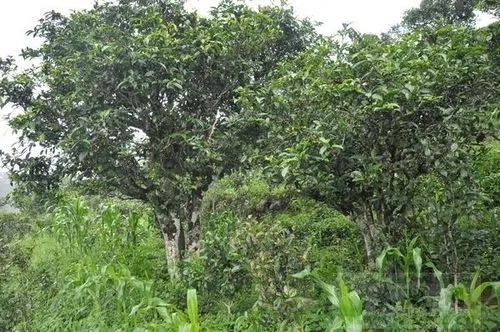 2023年鎮(zhèn)沅老海塘古樹春茶特點(diǎn) 是什么？