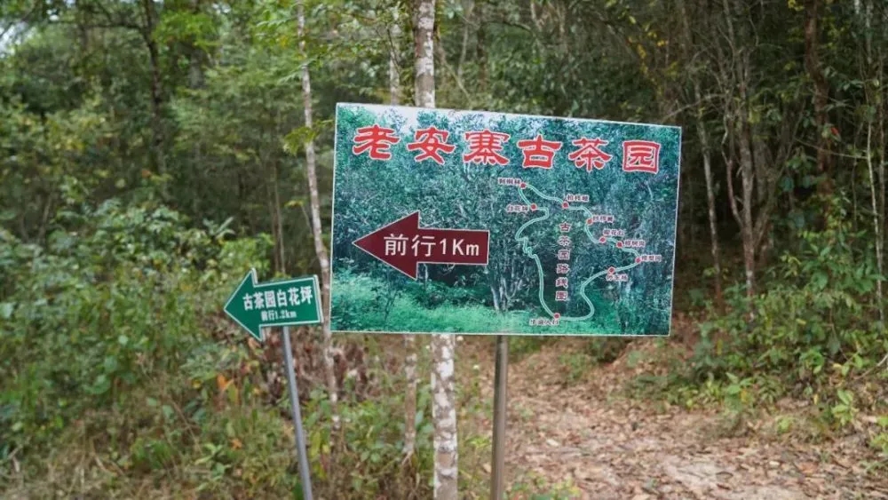 2023年普洱老安寨古樹(shù)春茶特點(diǎn)是什么？
