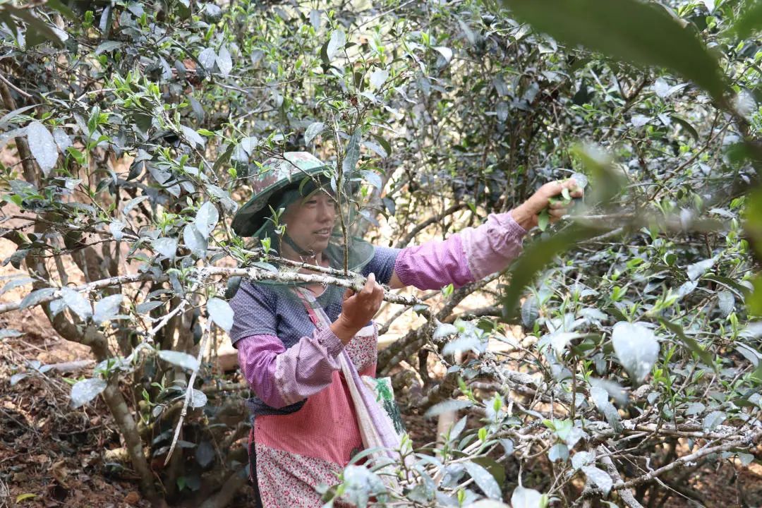 2023年普洱老安寨古樹春茶口感怎么樣？