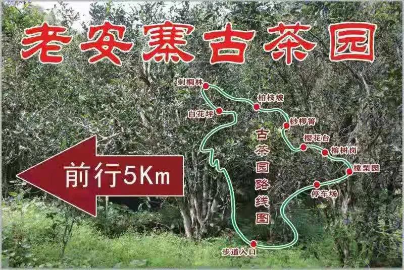 2023年普洱老安寨古樹春茶品質(zhì)如何？